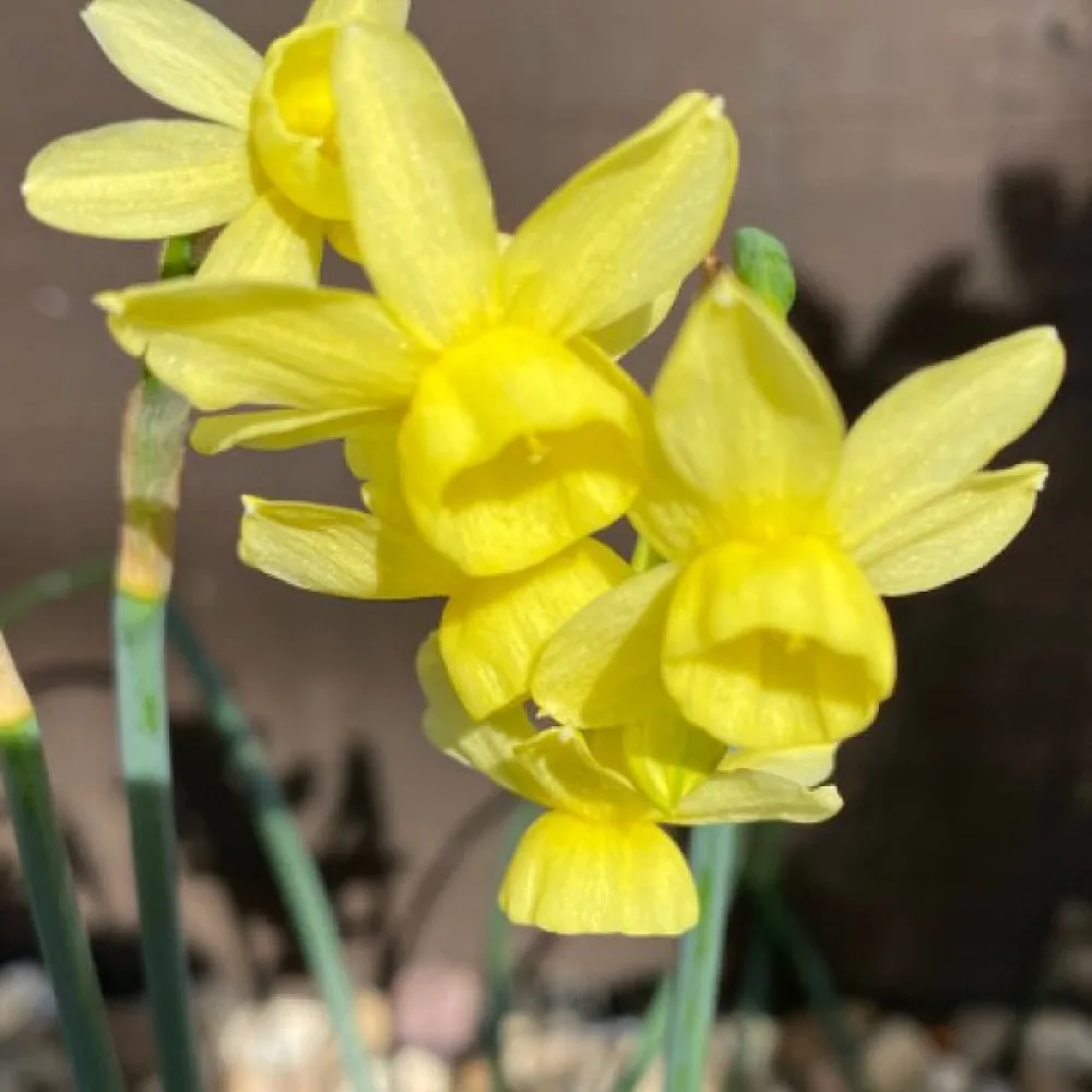 Narcisă Angels Whisper