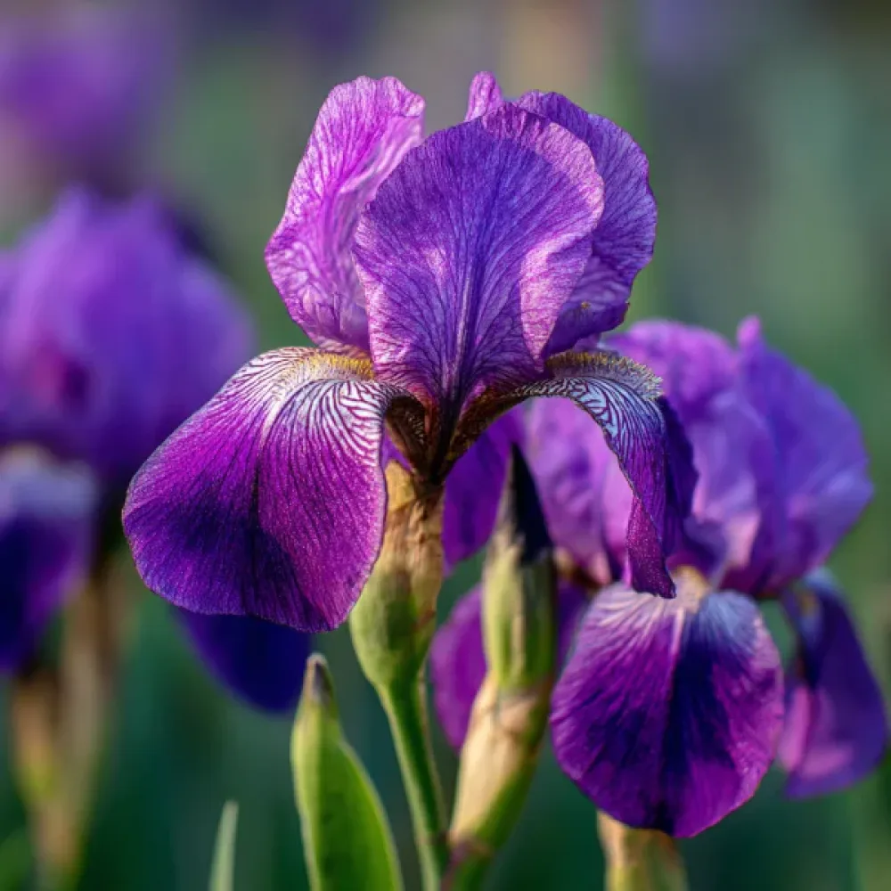Iris Discovery Purple (mov)