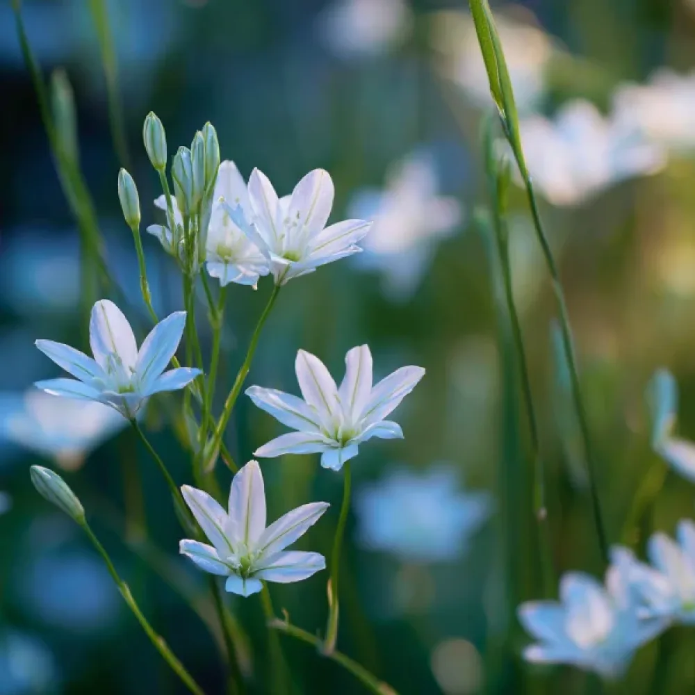 Triteleia Hyacinthina (mov)