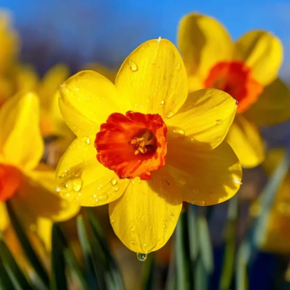 Narcisă February Fortune