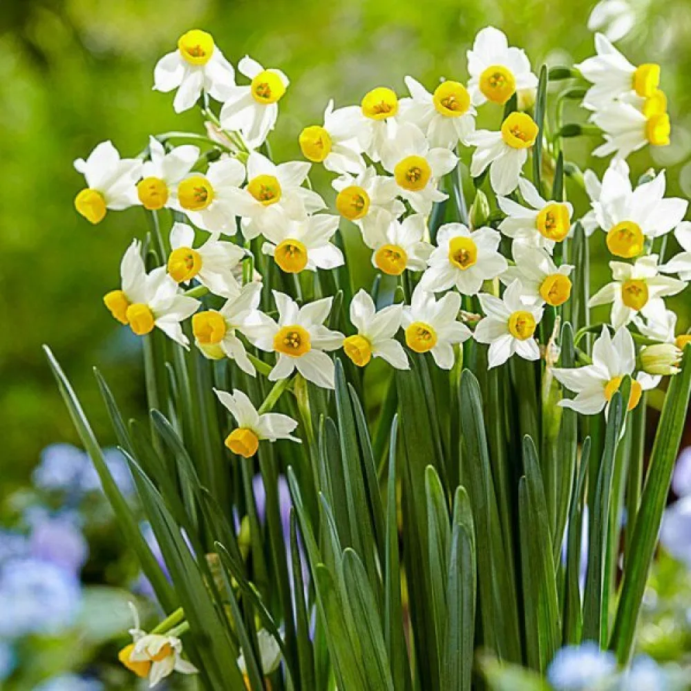 Narcisă Canaliculatus (galbenă)