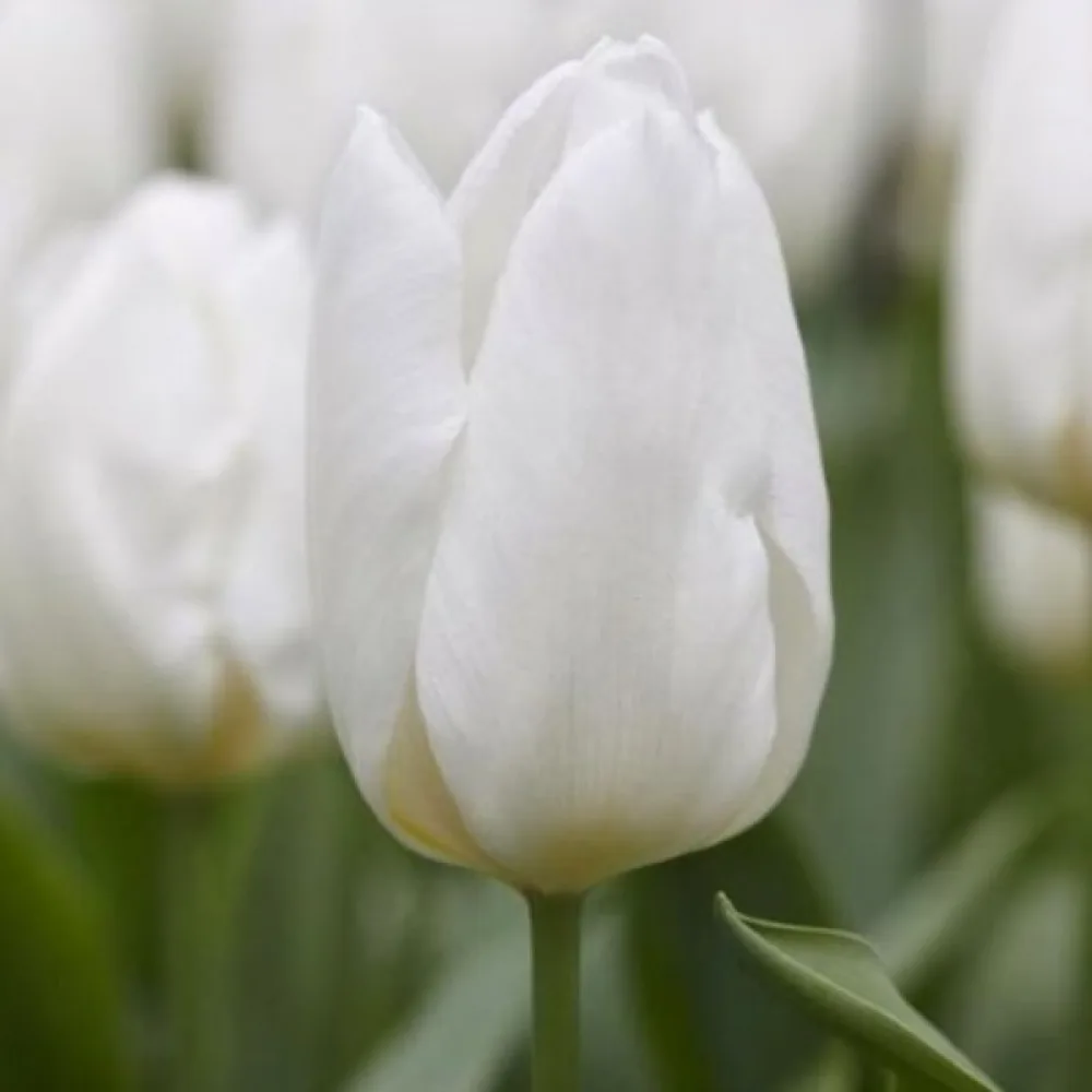 Lalea White prince (albă)