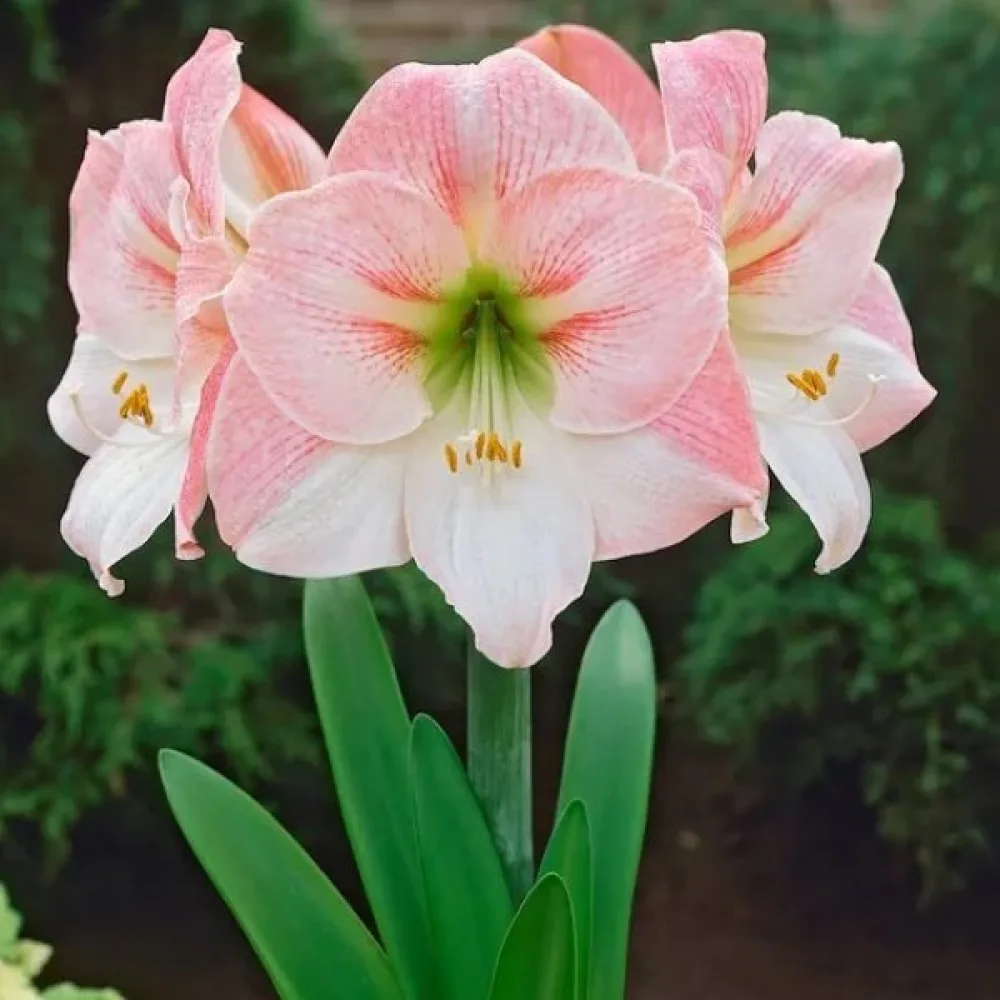Amarilis Appleblossom (floare de măr)