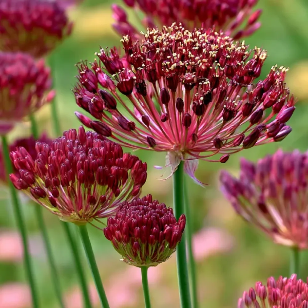 Allium Red Mohican (vișiniu)
