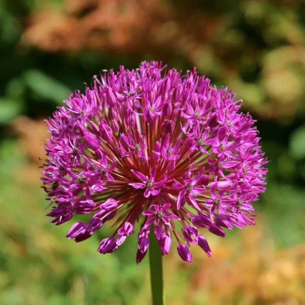 Allium Statos (mov)