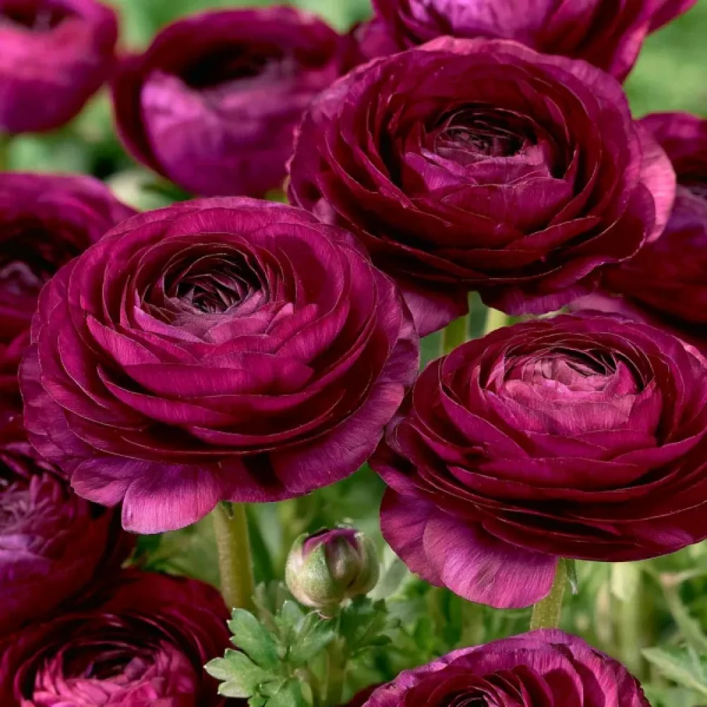Ranuncul Purple Tomer (mov)