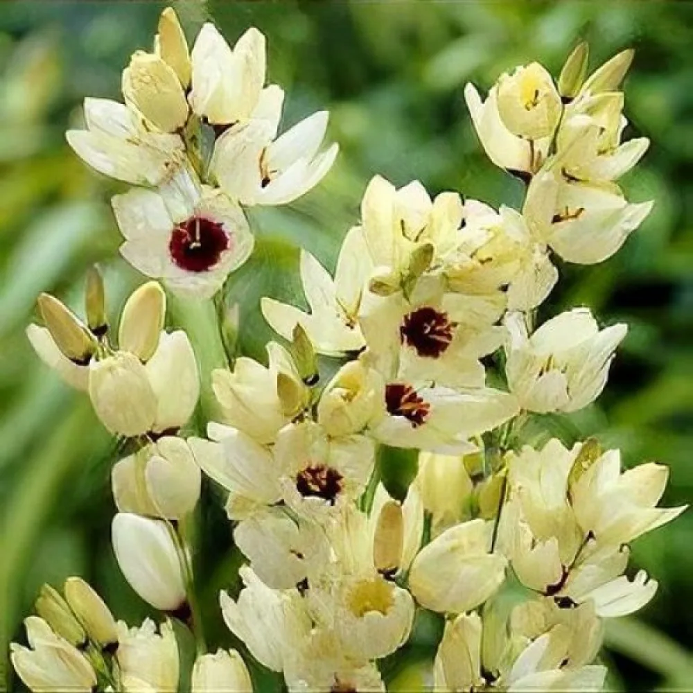 Ixia HOGARTH (crem)