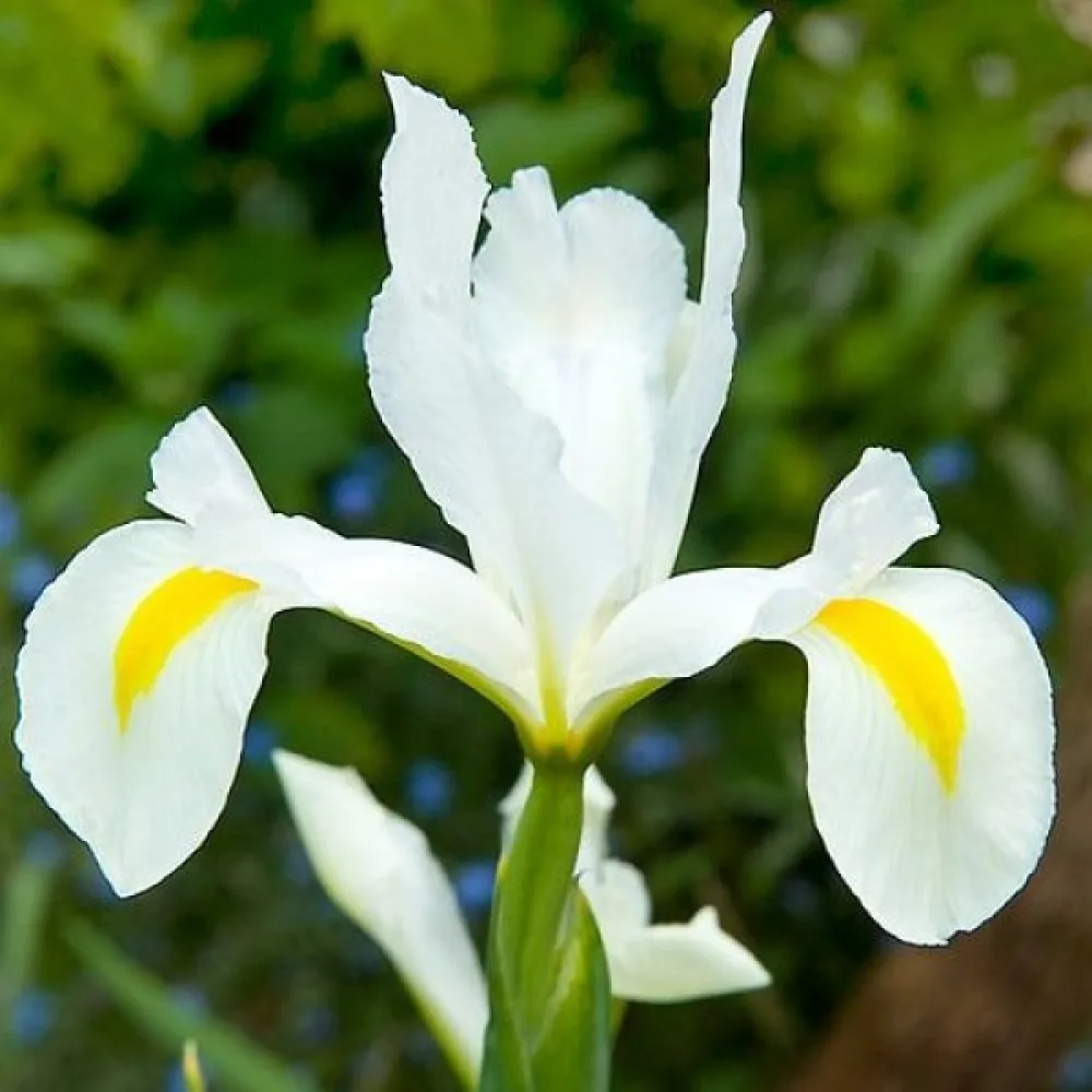 Iris White Van Vliet