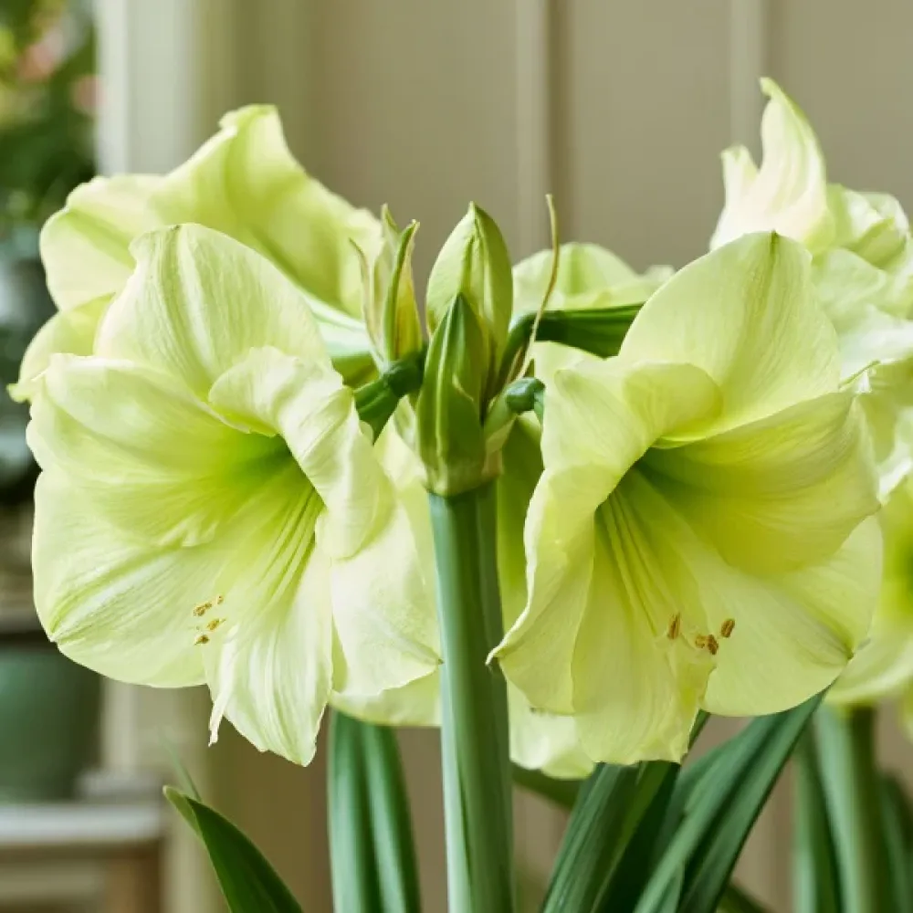 Amarilis Luna (galben)
