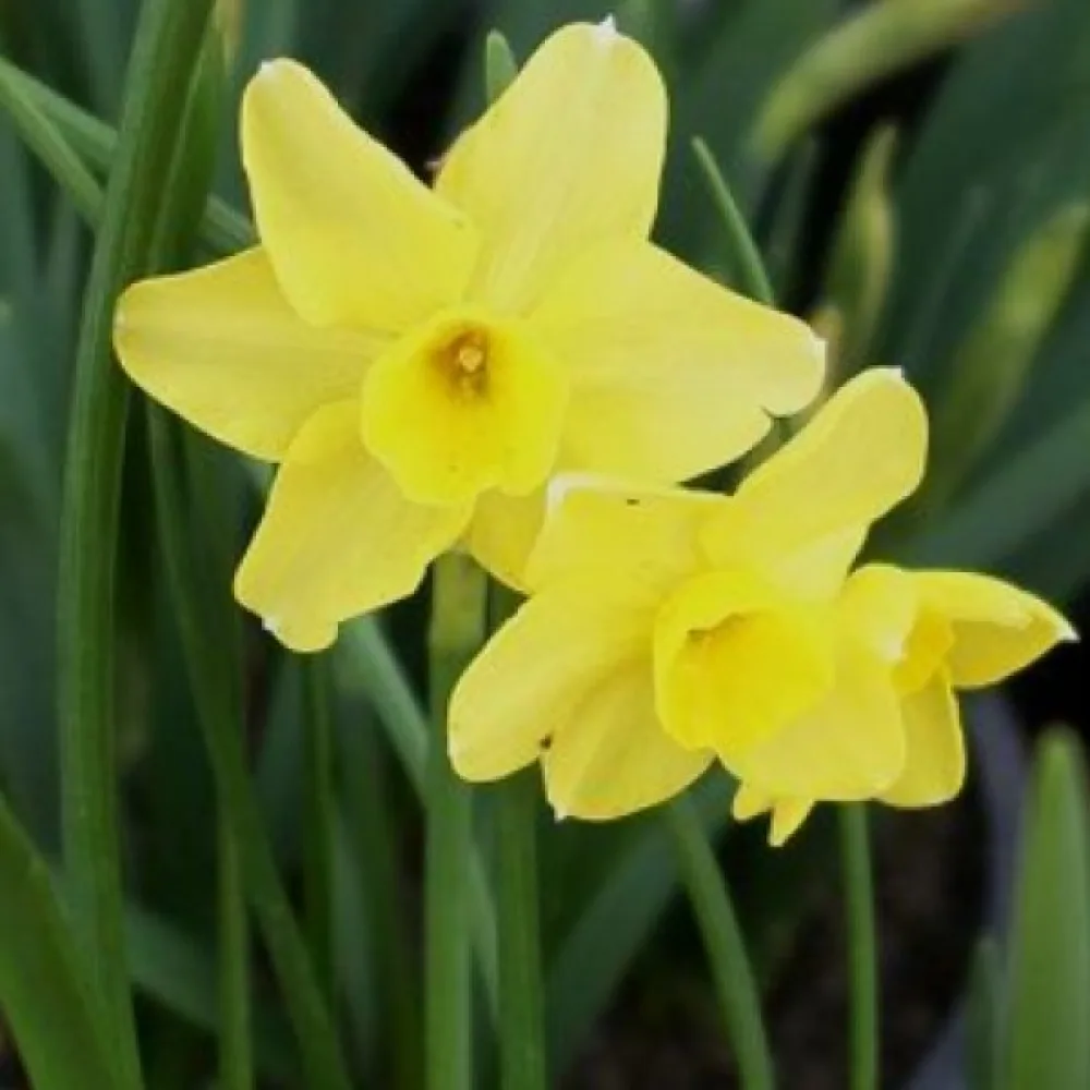 Narcisă Sabrosa
