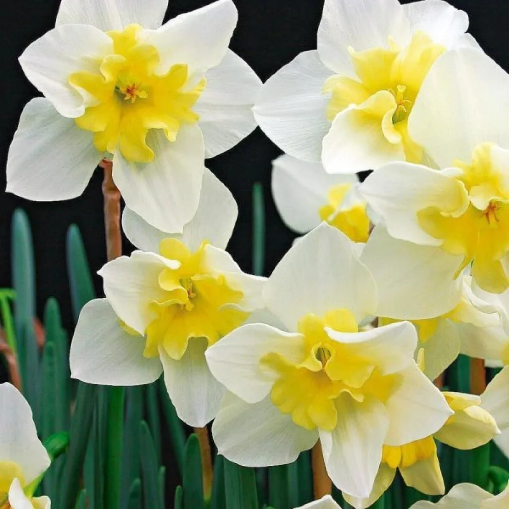 Narcisă Bella Estrella