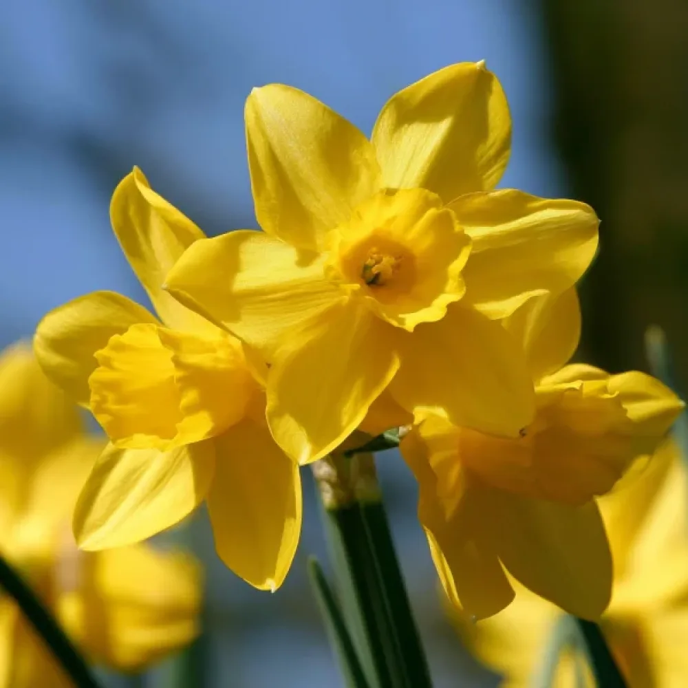 Narcisă Sunlight Sensation