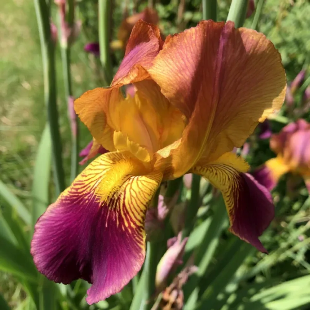 Iris Lion King Hollandica (galben)