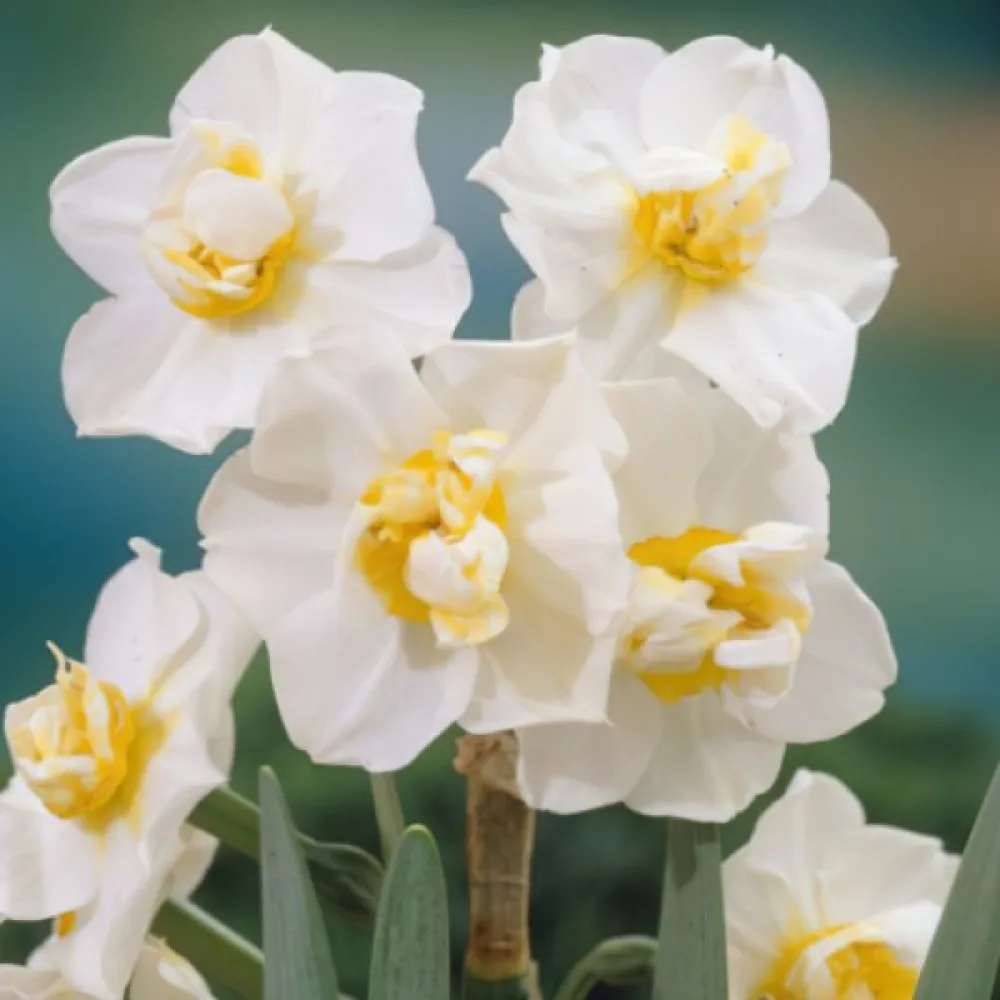 Narcisă White Cheerfulness (albă)