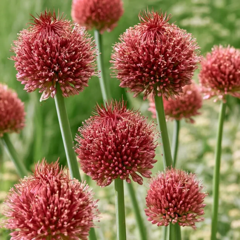 Allium Forelock (vișiniu)