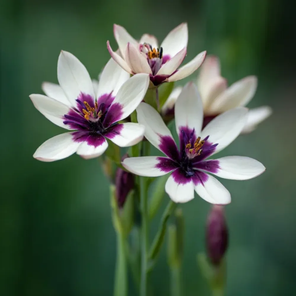 Ixia Spotlight (albă)