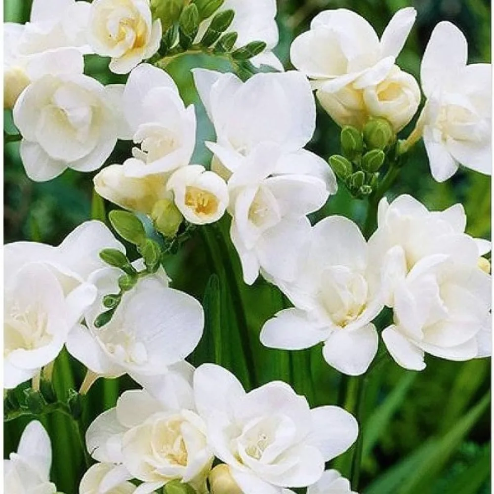 Frezie Double white (albă, involtă)