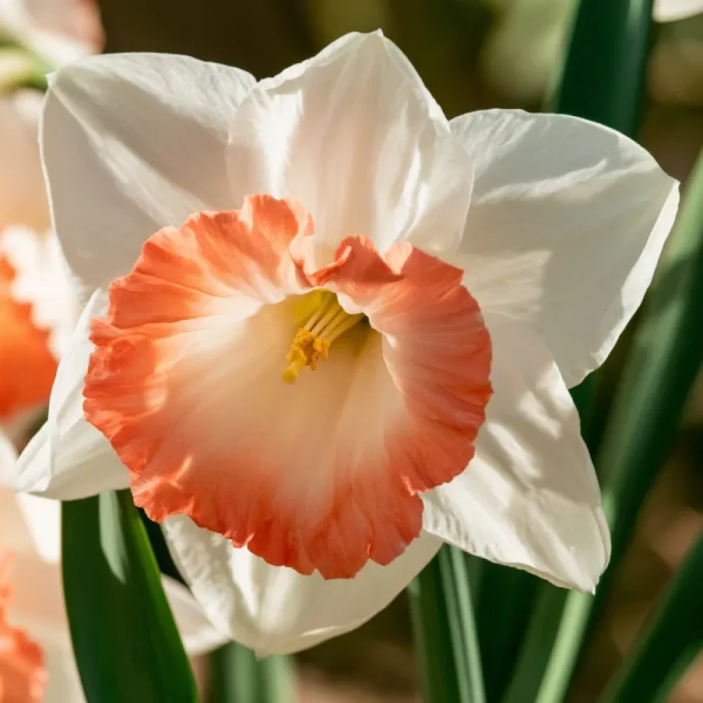 Narcisă Pink Charm (roz)