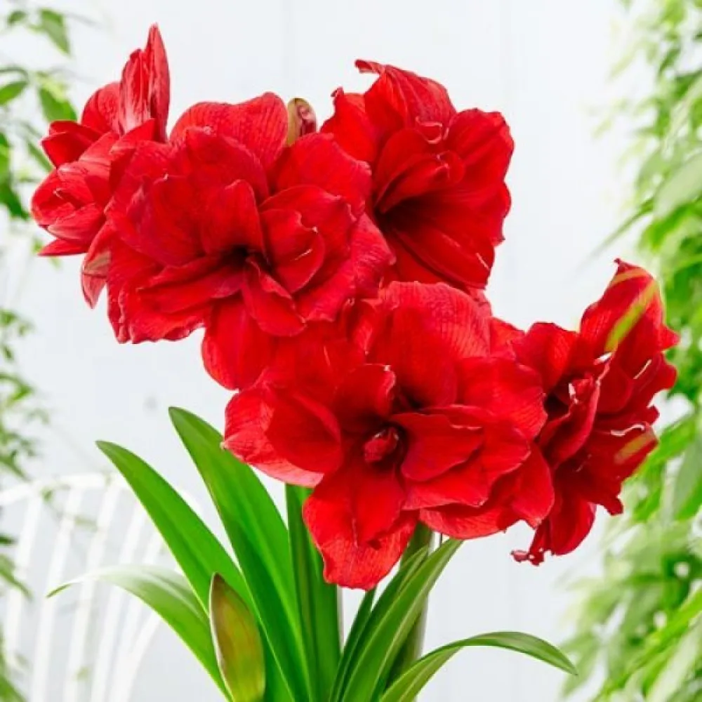 Amarilis Amarantia (roșu)