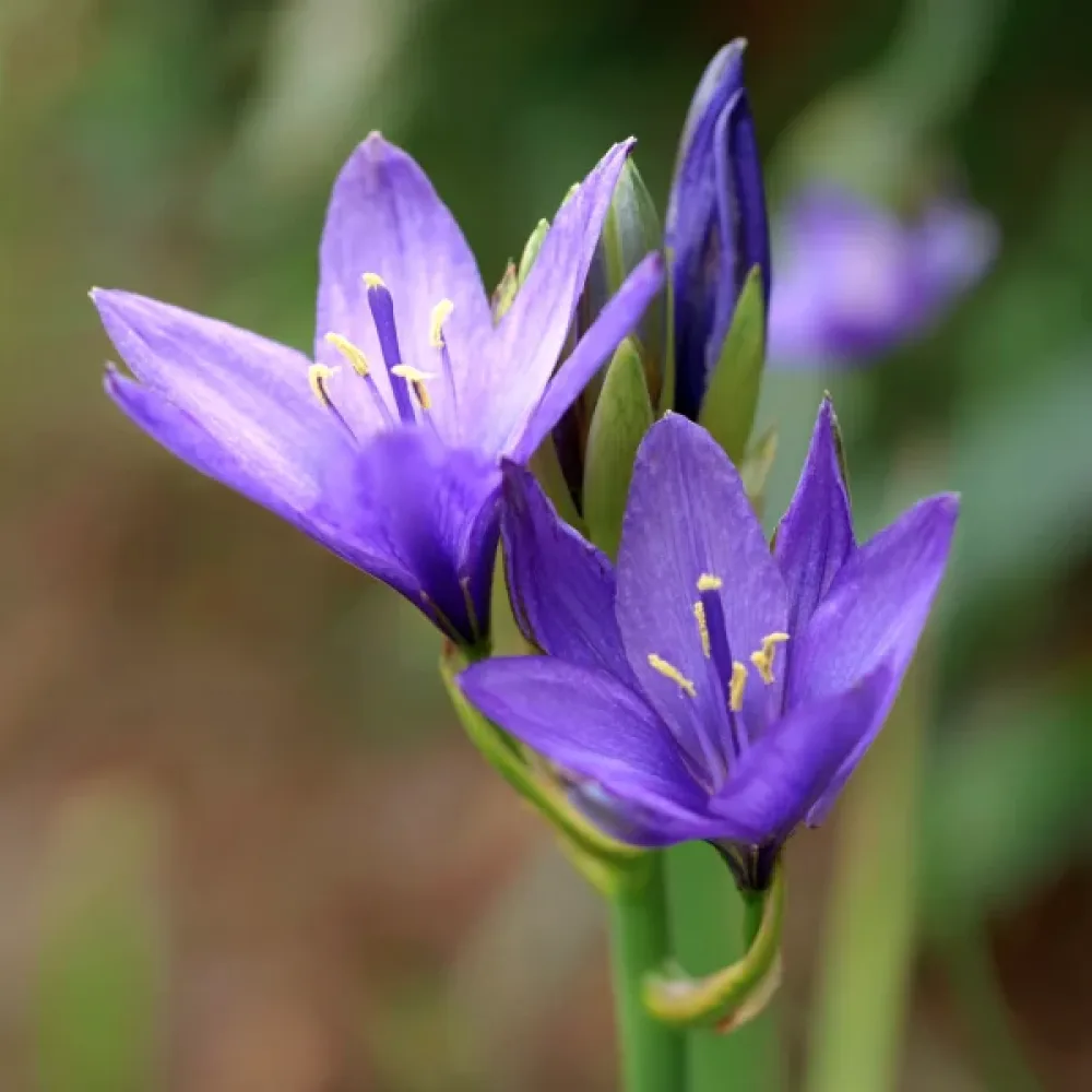 Ixiolirion tataricum Pallasii (mov)