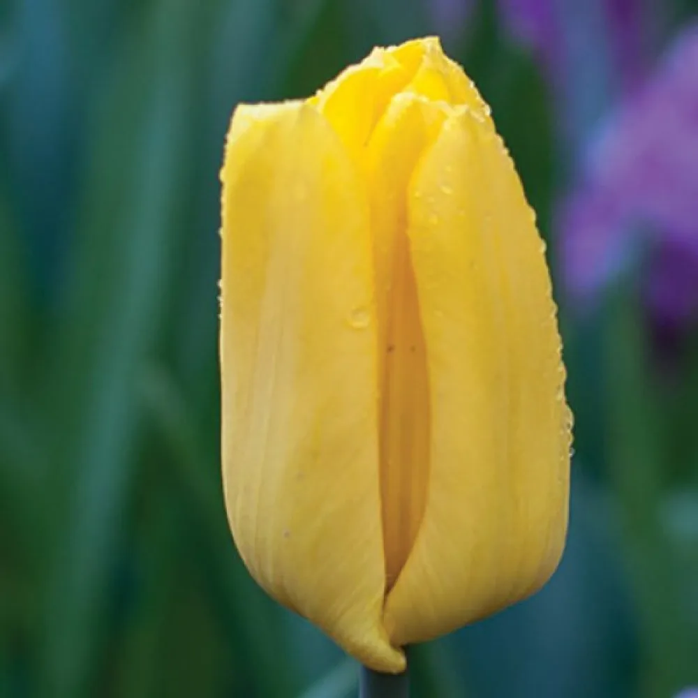 Lalea Strong Gold (galben aprins)