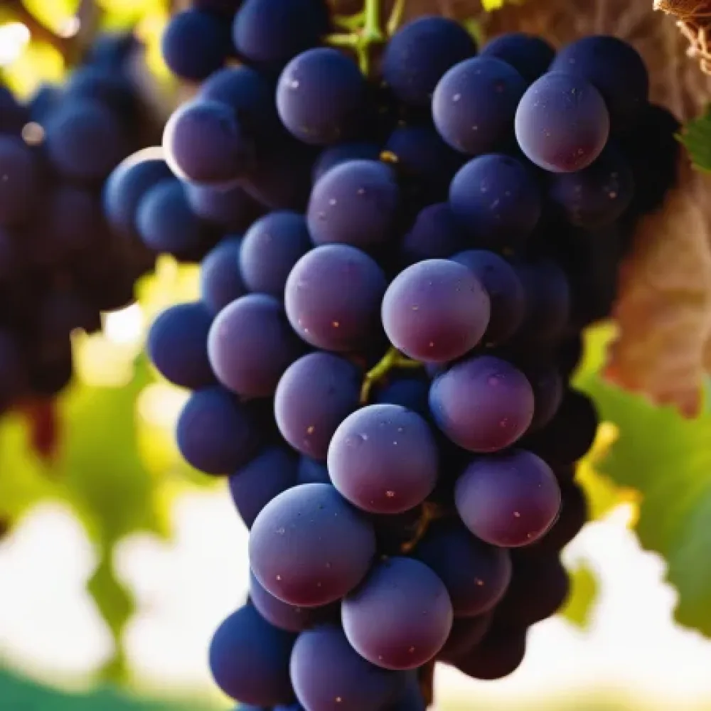 Viță de vie soiul Pinot Noir, roșu de vin - timpuriu