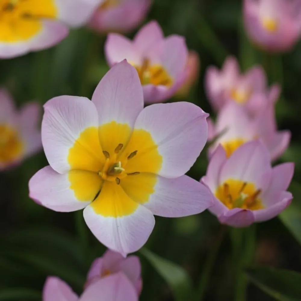 Lalea Bakeri lilac wonder (liliachie)
