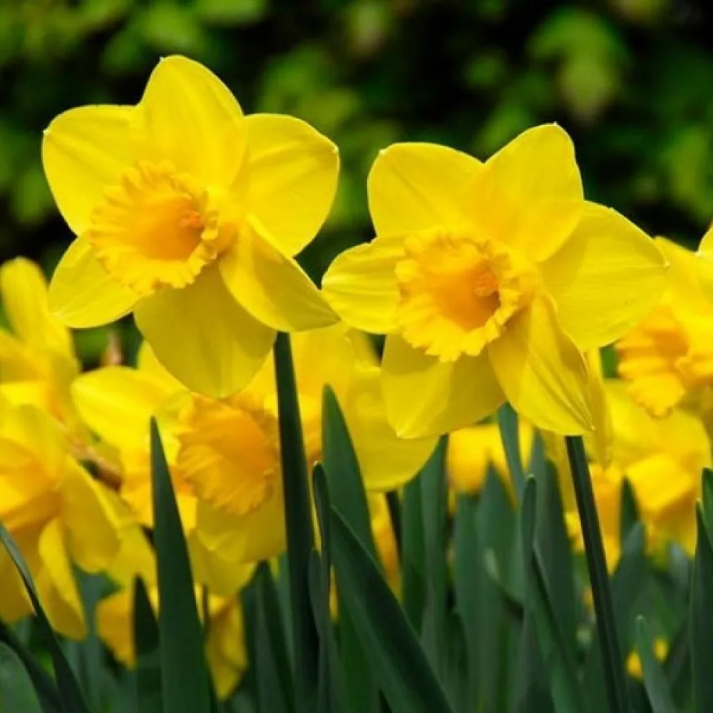 Narcisă Carlton