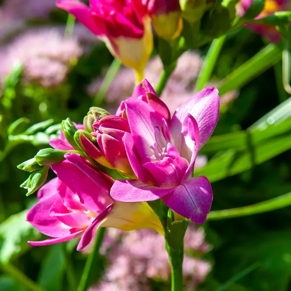 Frezie Double Pink (roz)