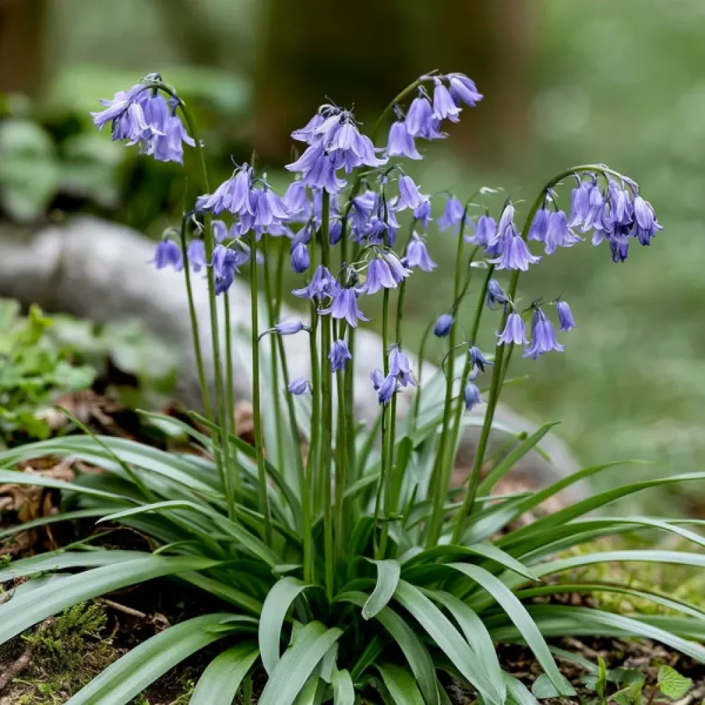 Ipheion Uniflorum Wisley Blue (albastru)