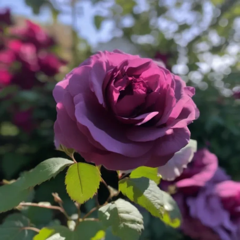 Trandafir Seducție Magenta - cu rădăcină nudă