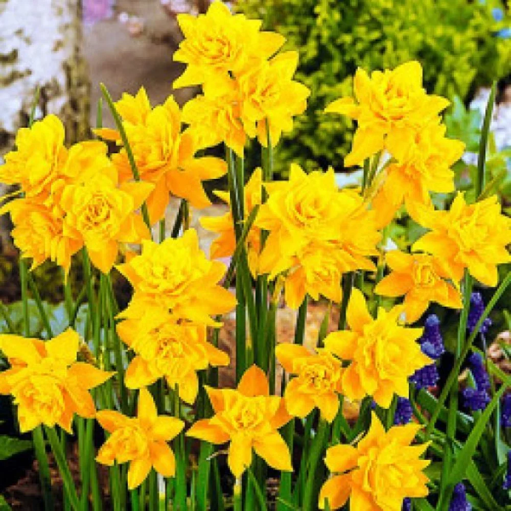 Narcisă Campernellen double (involtă)