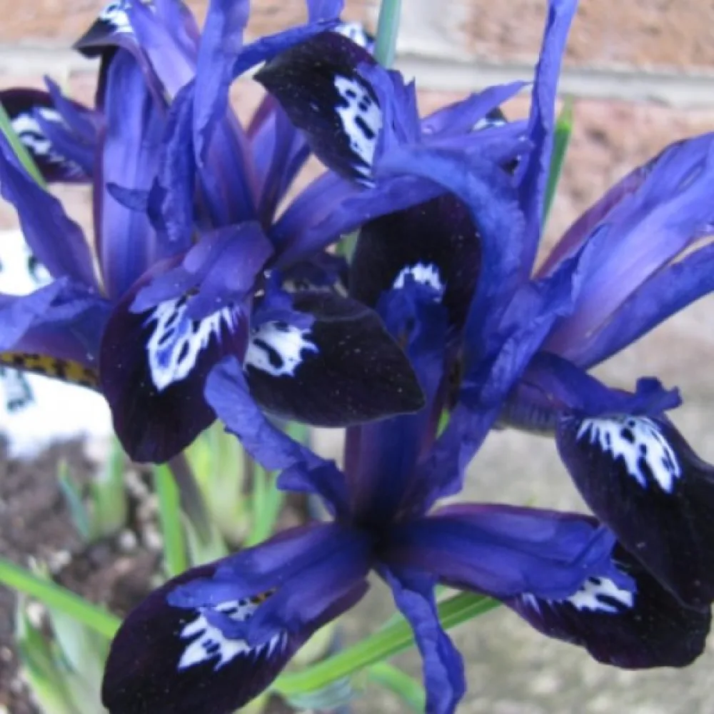 Iris Blue Note Reticulata (albastru)
