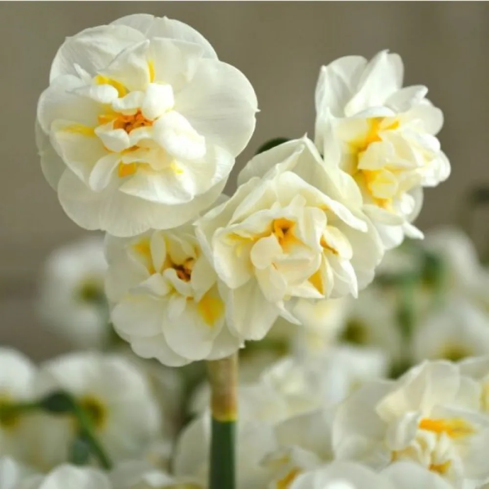 Narcisă Bridal Crown