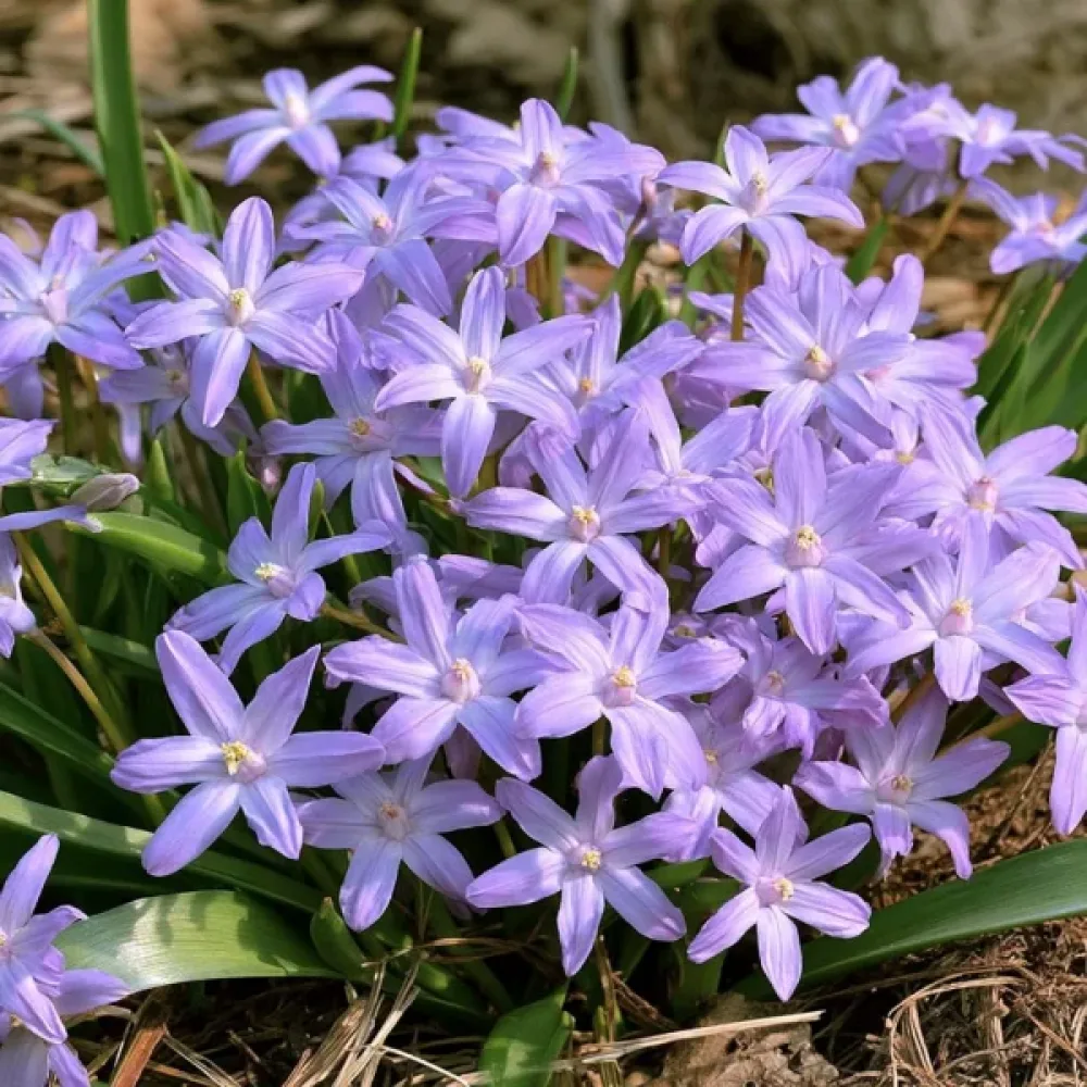 Chionodoxa Violet Beauty (violet)