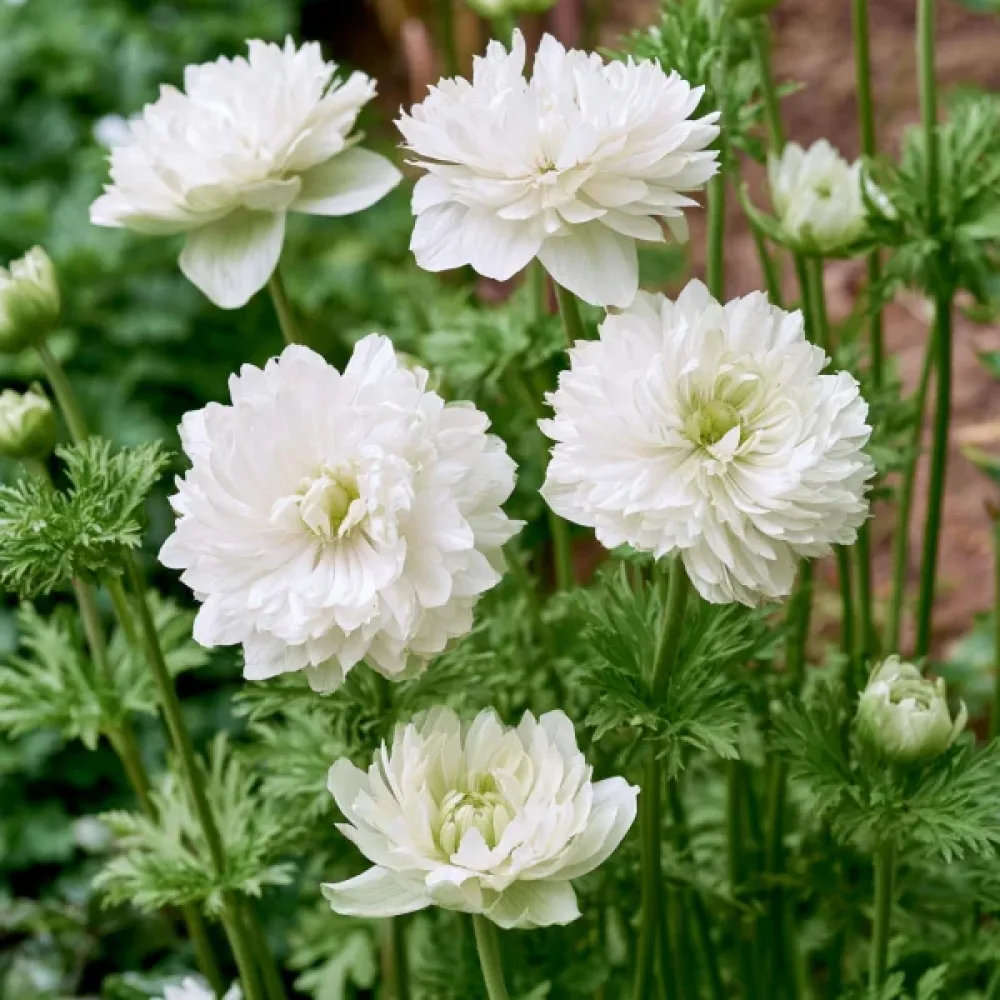 Anemonă Mount Everest