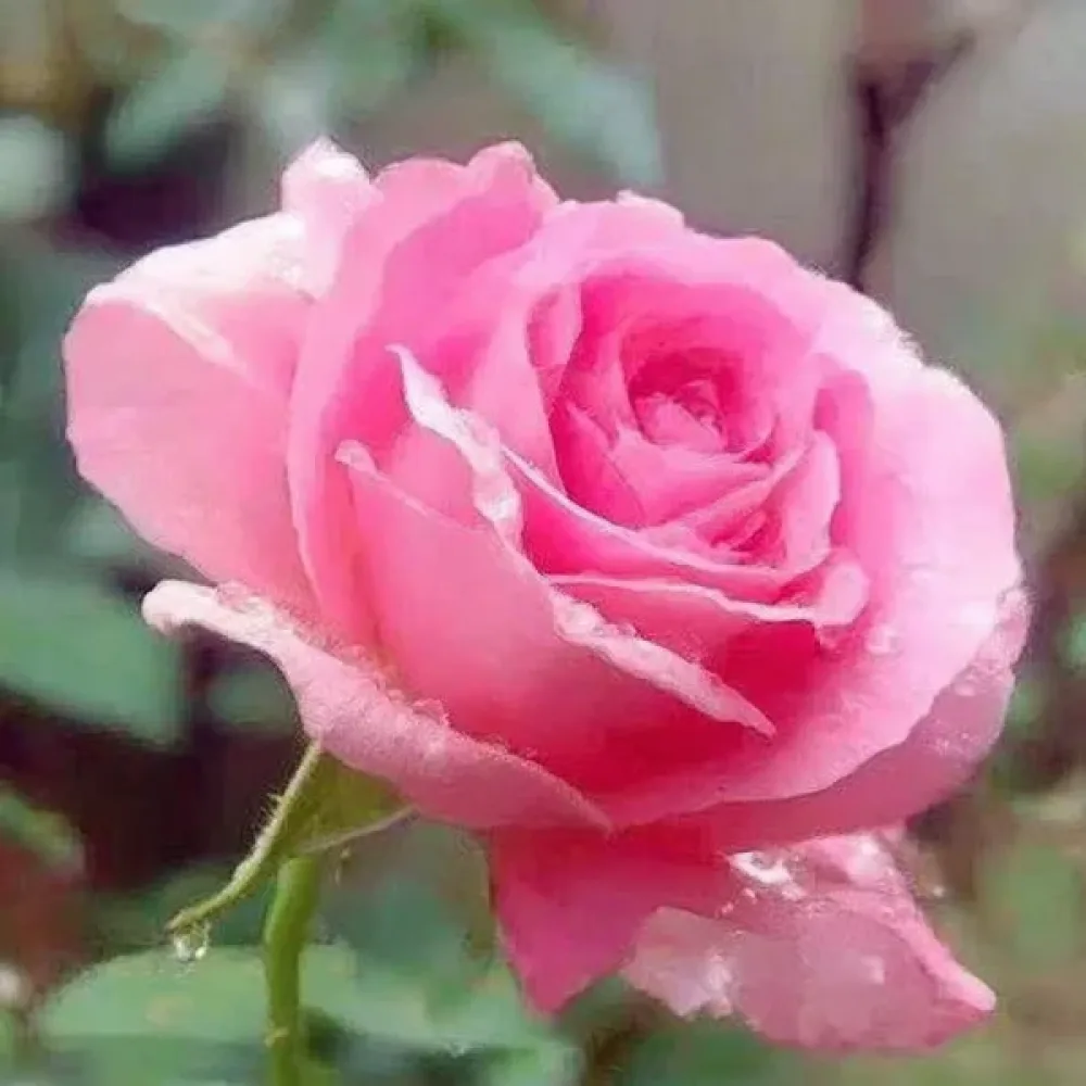 Trandafir Pink Pearl (roz)