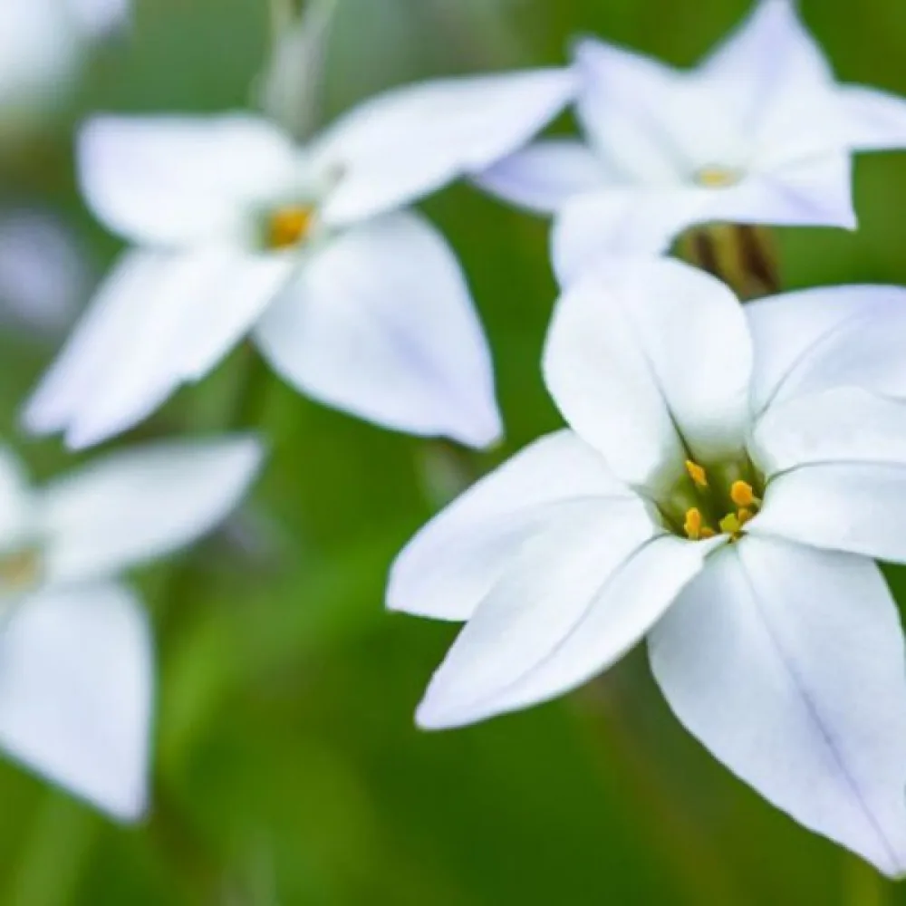 Ipheion White Star