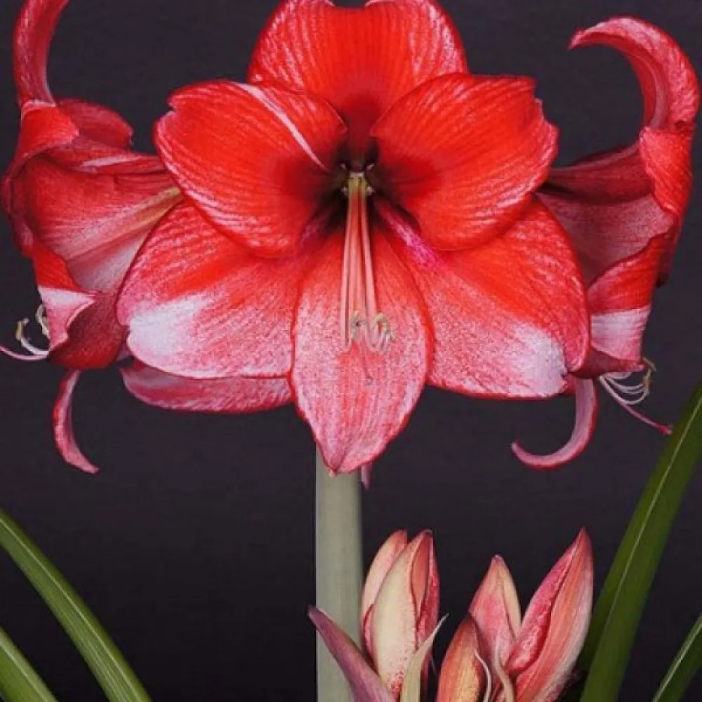 Amarilis Charisma (roz)