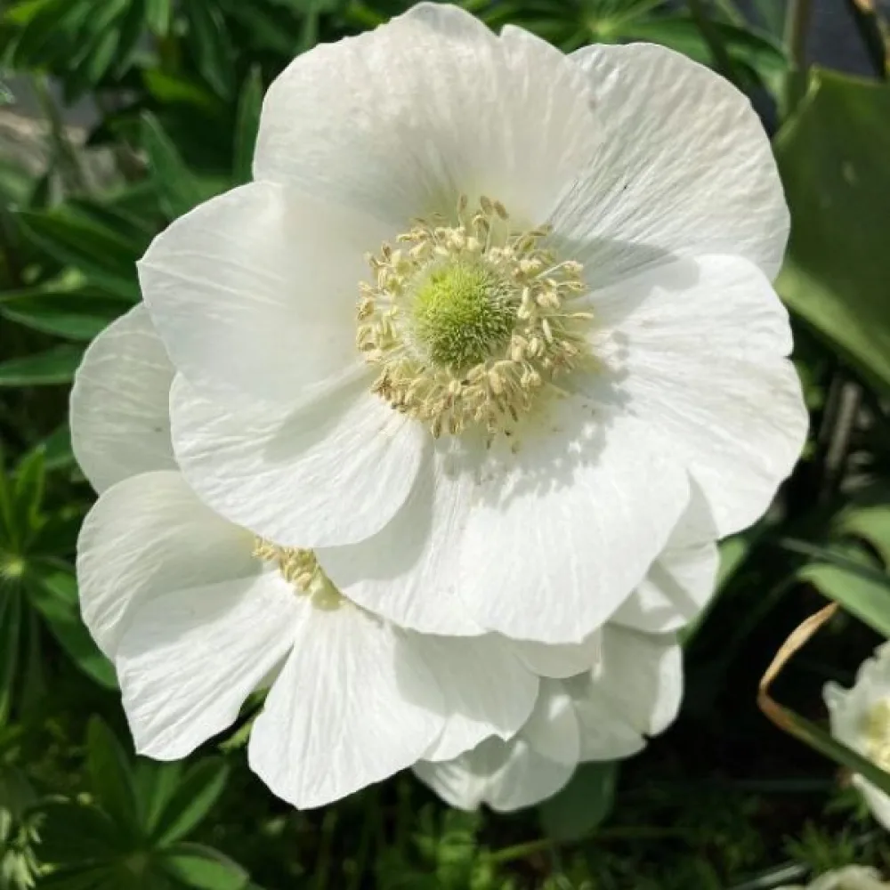 Anemonă The Bride (albă)