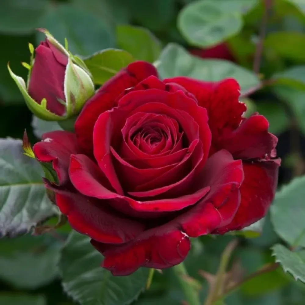 Trandafir Harfa Înfloririi de Seară - cu rădăcină nudă