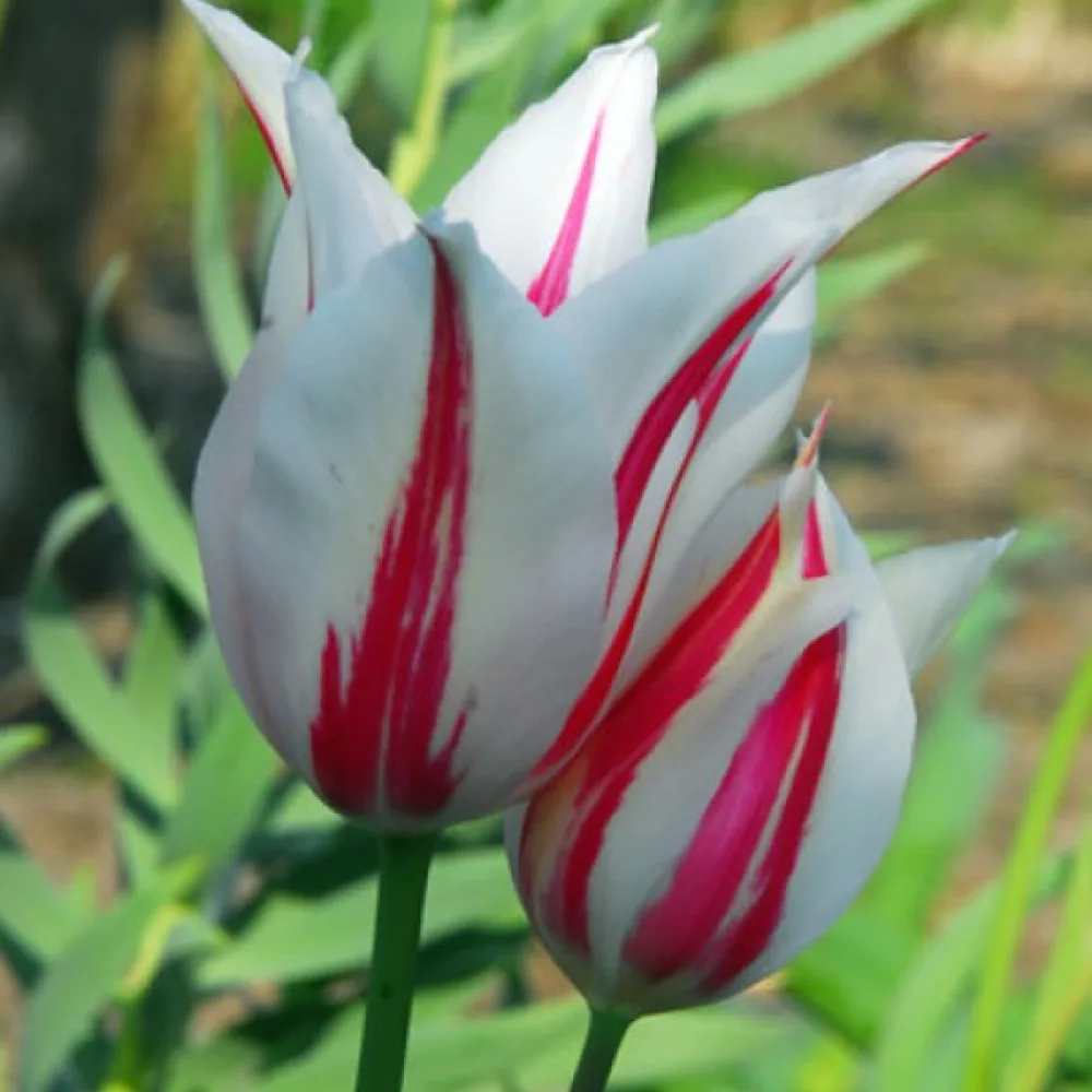 Lalea Marilyn (roșie)