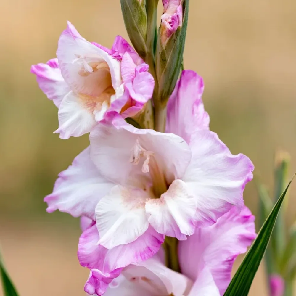 Gladiolă Carine Nanus (crem)
