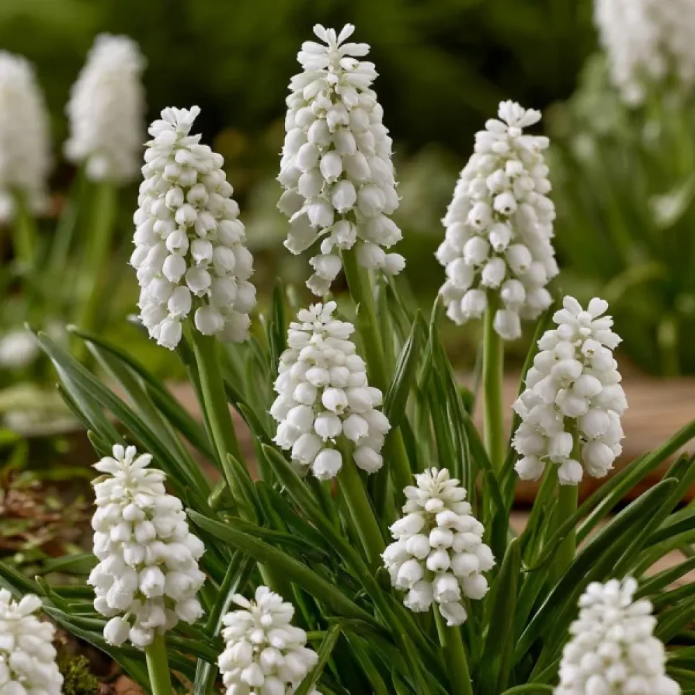 Muscari Botryoides Album (alb)