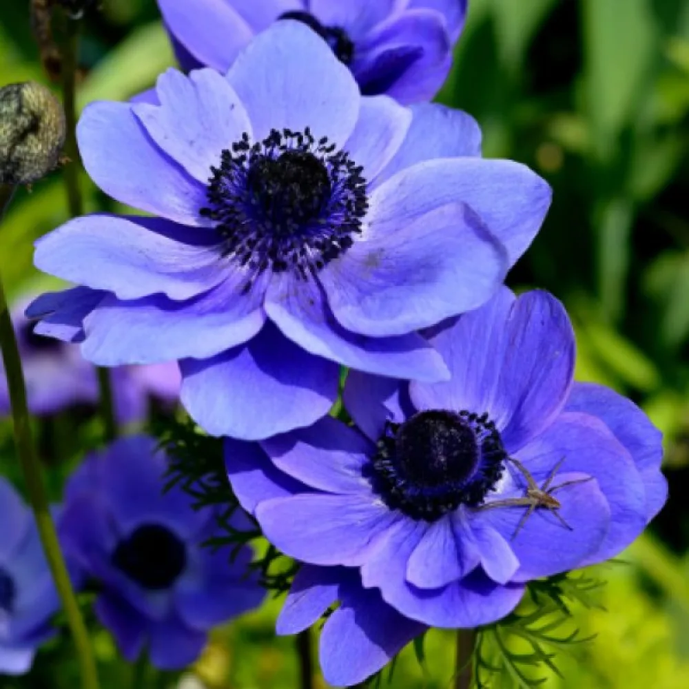 Anemonă Mr. Fokker de Caen (albastră)
