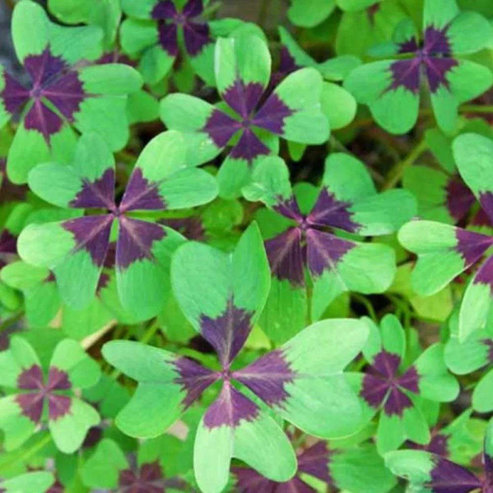 Oxalis iron cross (mov)