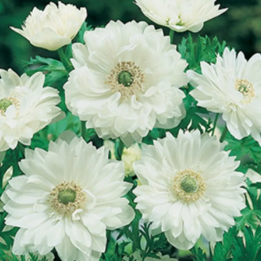 Anemonă Mount Everest st. Brigid (albă)