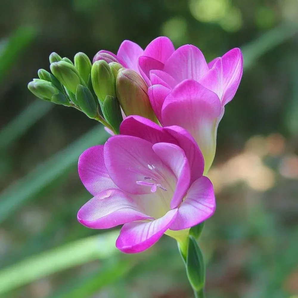 Frezie Pink Single (roz)