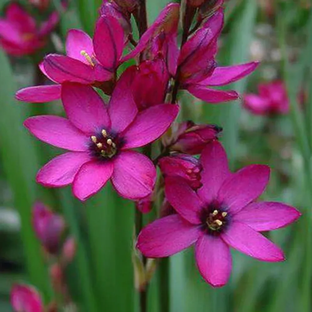 Ixia Mabel (roz)