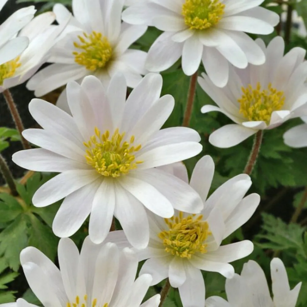 Anemonă White Splendor Blanda (albă)